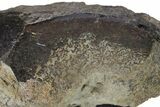 Fossil Sauropod Vertebra Section w/ Metal Stand - Colorado #294915-3
